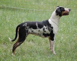 Black And Tan Catahoula Leopard Dog Lousiana Leopard Catahoula Cur The Breed Of Dog I Just Adopted Short Coat Black And Tan Or Merle Are Coarse Some With Images Catahoula Leopard Dog Leopard Dog Catahoula