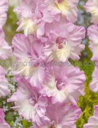 Image result for Gladiolus magnificus