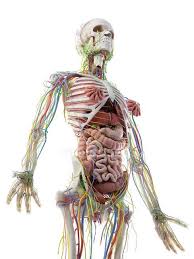 Human body diagram organs and bones. Female Upper Body Anatomy And Internal Organs Computer Illustration Human Anatomy Normal Stock Photo 308616156