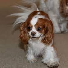 404 Item Not Found Cavalier King Charles Dog King Charles Dog Cavalier Rescue