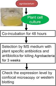You will also learn about the purposes served by different mediums, and how to select the right media for your plant in just 5 steps! Workflow For Plant Cell Culture Transformation Download Scientific Diagram