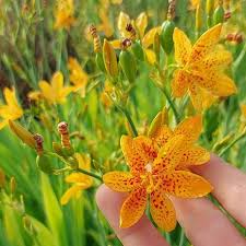 Image result for Pardancanda norrisii