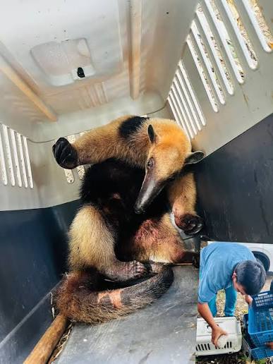 De osos hormigueros a crías de zarigüeya: CAR Cundinamarca rescató y rehabilitó  26 ejemplares de fauna silvestre en #Cundinamarca Las acciones fueron  adelantadas por las direcciones regionales Bajo M