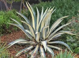 Image result for Agave americana