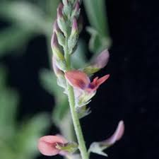 Image result for Indigastrum costatum