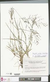 Image result for Isachne kiyalaensis