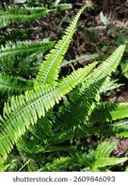 Image result for Dicranopteris elegantula