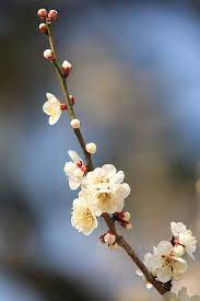 Small Spring Botanical Flowers Magnolia Flower Beautiful Flowers