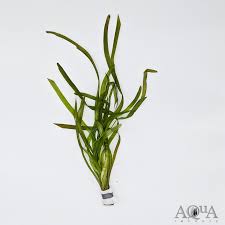 Image result for Vallisneria spiralis