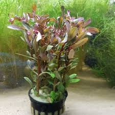 Image result for Nesaea crassicaulis