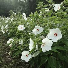 Image result for Hibiscus