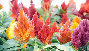 I really can't believe i have to say this, but as always: Fall Flowers Fall Blooming Flowers And What To Plant In Fall