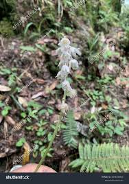 Image result for Epipogium roseum