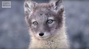 The arctic fox definitely gets attention out there due to the color it offers. Adorable Baby Foxes Amazing Animal Babies Earth Unplugged Youtube