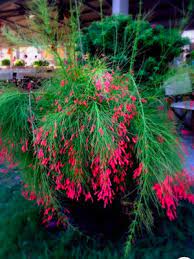 Sentra tanaman hias bogor sales jual tanaman hias : Tips Menanam Bunga Air Mancur Yang Menjuntai Dan Cantik Halaman All Kompas Com