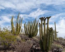 Save sonoran desert inn & conference center to your lists. Organ Pipe Cactus National Monument Tales From The Backroad