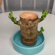 3ccase Wood Pots Hydroponic Plants Hydroponics