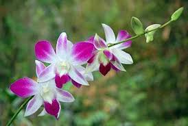 Sejak 2016, tanaman monstera atau yang lebih dikenal dengan janda bolong menjadi buruan para pecinta tanaman. Perhimpunan Anggrek Gelar Papua Orchid Show 2016 Republika Online