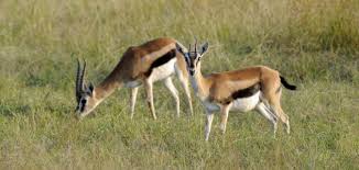 ماذا يسمى صغير الغزال موضوع