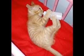 Royal canin baby cat milk 100gr / susu kucing (kitten) 100 gr sachet: Diperlakukan Seperti Bayi Manusia Oleh Pemiliknya Anak Kucing Ini Pegang Botol Minumnya Sendiri Saat Minum Susu Semua Halaman Wiken