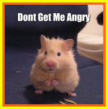 Oddly Funny And Weird Hamster Commercial I Think Its In Flickr