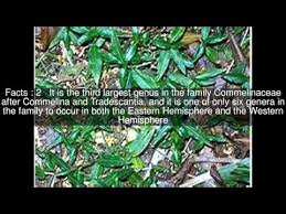 Image result for Aneilema zebrinum