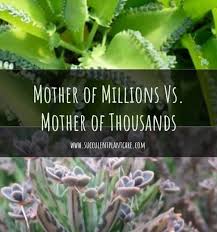 Indian teak plants raised from superior mother plant. Mother Of Thousands Or Mother Of Millions Succulent Plant Care