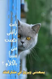 يامن تراقبنى بصمت متى ستبدأ بالكلام Cat Portraits Cats Pet Puppy