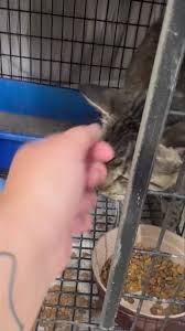 This sweet girl is looking for a “Barn” home. , She is spayed and  vaccinated. , Please call 217-774-4932 if you have a place for her! 🐱