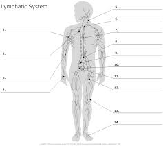 Use these worksheets to teach students about different types of landforms and bodies of water. Major Organs Of The Body Drawing Novocom Top