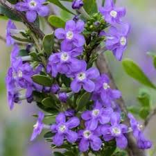 Image result for Freylinia