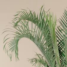 Image result for Dypsis decaryi