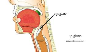 Fungsi Epiglotis Letak Asal Struktur Gangguan Definisi Dan Penjelasan Apayangdimaksud Com