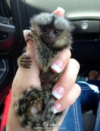 This Adorable Thumb Sized Monkey Is On Sale In China Cute Baby Animals Cute Animals Finger Monkey