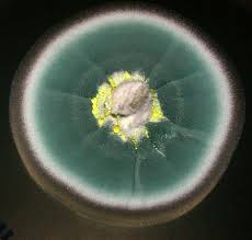 Even with the right kind of fungi growing, filtering out everything but the penicillin is difficult, and best left to the professionals. Penicillium Chrysogenum Aka P Notatum The Natural Source For The Wonder Drug Penicillin The First Antibiotic Tom Volk S Fungus Of The Month For November 2003