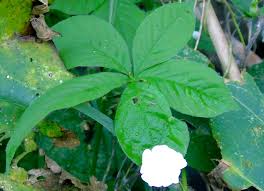 Image result for Merremia aegyptia