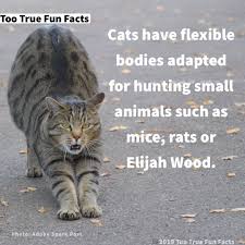 Or if you really need a laugh how about some of the funniest memes for this auspicious day. Too True Fun Facts No Twitter Caturday Fun Fact Caturday Cat Cats Catmemes Catmeme Catsoftwitter Elijahwood Comedy Funny Meme Memes Memesdaily Parody Parodyaccount Satire Lol Lols Lolz Humor Humour Humorous Https T Co Shh17iiezv
