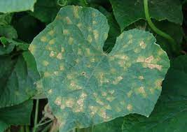 Plants such as cucumber and tomato are the main host of this aphid. Cucumber Diseases And Pests Description Uses Propagation