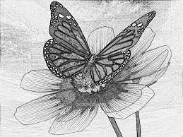 Visit to my channel : Beautiful Flower Pencil Drawings Of Flowers Novocom Top
