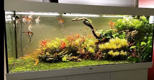 This Beautiful Freshwater Is Powered By Continuum Aquatics Supplements Happyaquariumaver Happyaquariu In 2020 Nature Aquarium Planted Aquarium Freshwater Aquarium