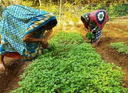 The favorite choice for the term garden salad is 1 cup of lettuce salad with assorted vegetables which has about 11 calories. Nutrition In Backyard Gardens Odisha S Tribal Women Show The Way