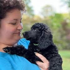 Boodle's Standard Poodles