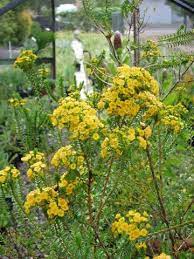 We did not find results for: Verticordia Cooloomia Australian Native Plants Plants 800 701 6517