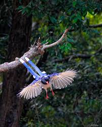 Image result for Pycnostachys coerulea