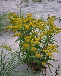 Seaside Goldenrod Native Garden Plants Vegetation