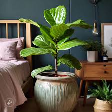 Image result for Ficus chirindensis