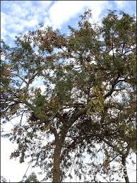 Image result for Acacia polyacantha