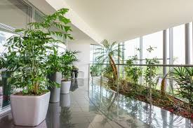 1) una volta alla settimana o ogni due/tre settimane, 2) una o due volte alla settimana, senza acqua stagnante, 3) due o tre volte alla settimana, evitando che la terra si asciughi. Piante Da Appartamento E Interno Garden Roagna Vivai Cuneo