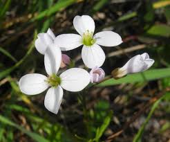 Image result for Cardamine