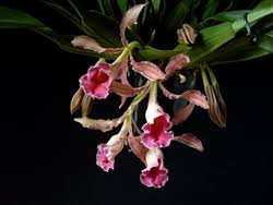 Image result for Trichilia quadrivalvis